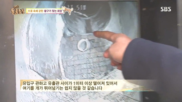 [동물농장] 수로 속에 갇힌 황구가 찾는 희망.JPG (감동주의) | 인스티즈
