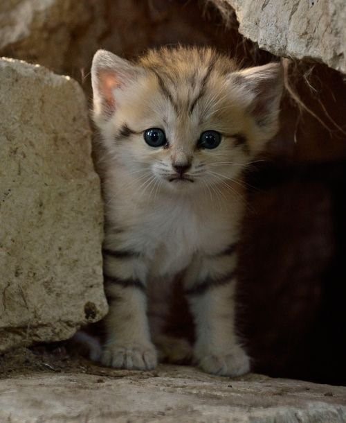 사막고양이 | 인스티즈