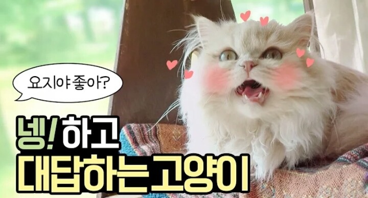 넹! 하고 대답하는 고양이 | 인스티즈