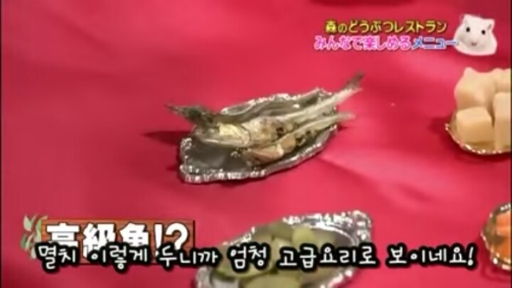일본의 흔한 햄스터 레스토랑 (아파트 뿌심 주의) | 인스티즈