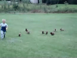 너무 귀여운 새끼 강아지들 .gif | 인스티즈