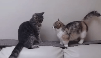 꿇어라 이게 너와 나의 팔길이다.gif | 인스티즈