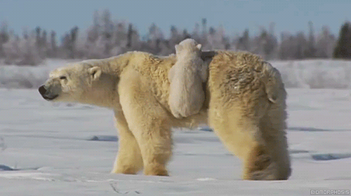 [데이터주의] 새끼 동물들 .GIF | 인스티즈