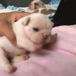 하품하면서 앞발 떠는 강아지.gif | 인스티즈