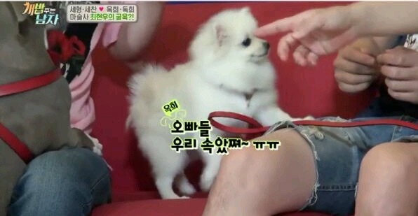 최현우 마술로 동물현혹 | 인스티즈