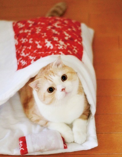고양이 이불 이상과 현실 | 인스티즈