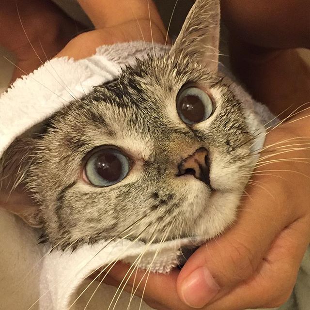 인스타 최고의 귀염둥이 냥냥이 nala | 인스티즈