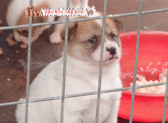 주사맞아서 삐진 강아지.gif | 인스티즈