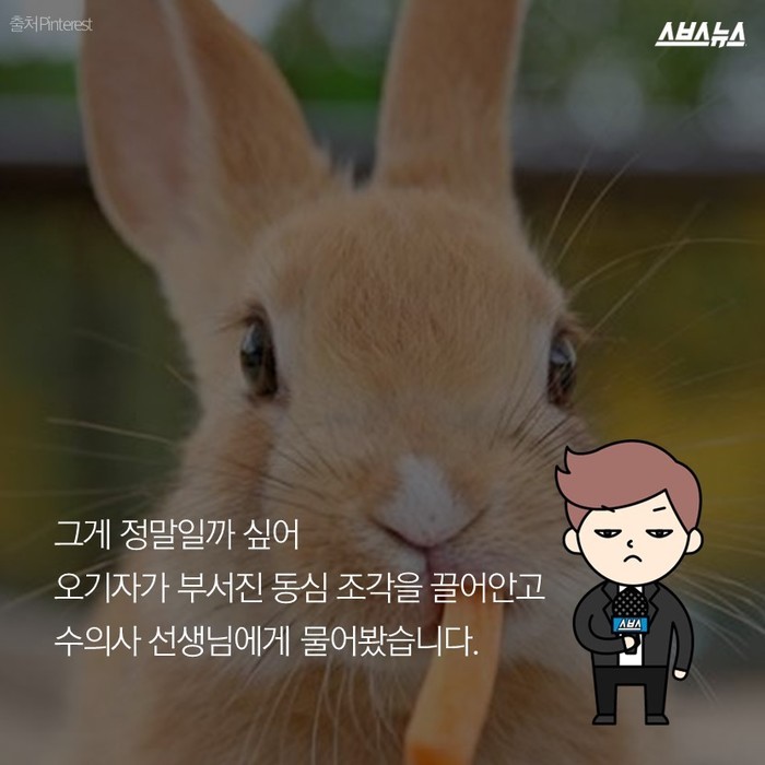 토끼가 당근을 못 먹는다고요? | 인스티즈
