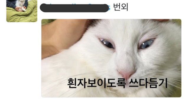 집사들이 고먐미한테 하는 짓.twt | 인스티즈