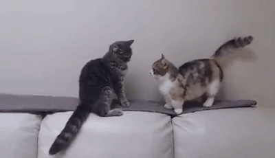 다리가 짧아 슬픈 짐승.gif | 인스티즈
