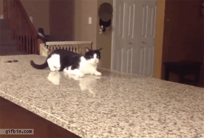 고장난 고양이 모음.gif(데이터주의) | 인스티즈