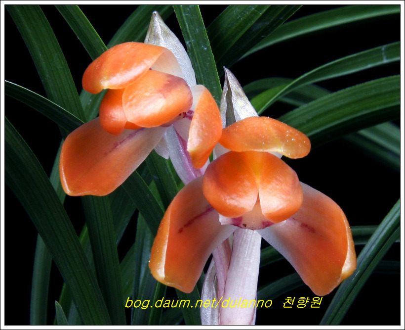 만홍 이미지