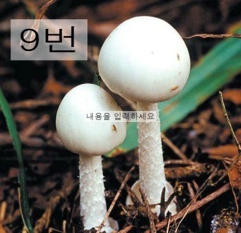 독버섯을 골라봅시다 | 인스티즈
