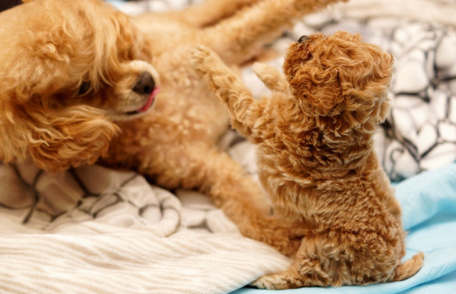 자기가 낳은 새끼를 바라보는 엄마 푸들(초귀여움 주의) | 인스티즈