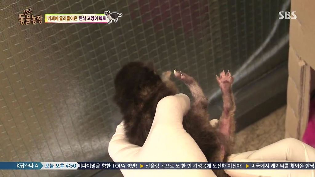 동물농장 [카페에굴러들어온고양이렉토] | 인스티즈