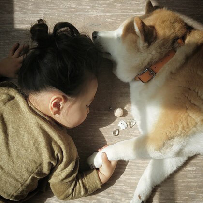 시바견 퐁퐁과 2살 소녀 필로(귀여움 주의) | 인스티즈