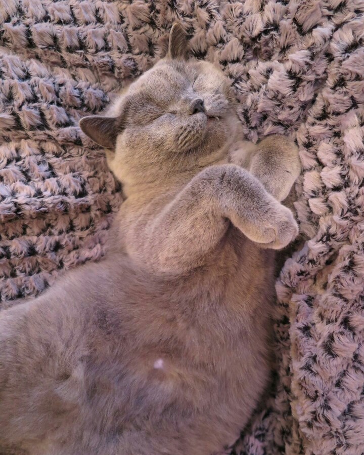 어디서나 잘자는 냥이 | 인스티즈