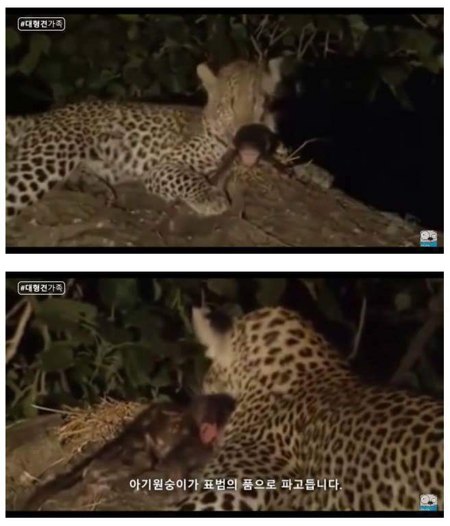 새끼가 있는줄 모르고 어미를 죽인 표범 | 인스티즈