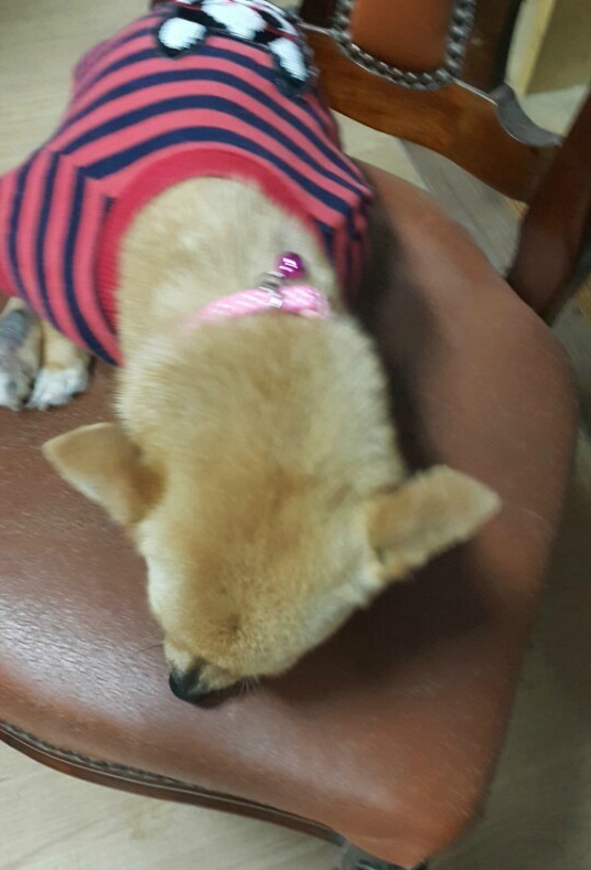 안락사없는 보호소 내사바가 철거를 앞두고 모자른 공사모금비 모금중이에요ㅠㅠ 냥이사료,목줄,모기향 등도 부족해요 (불법개사육장에서 구조된 아이들 이야기) | 인스티즈