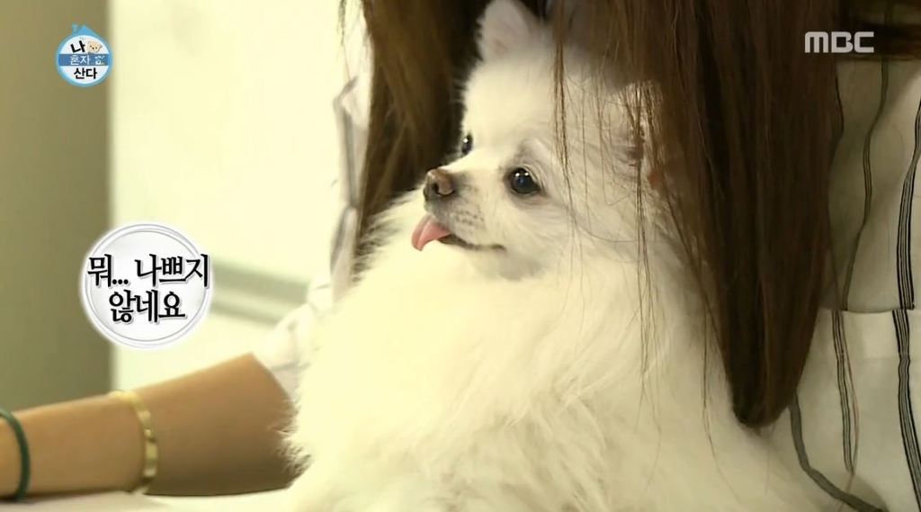 [나혼자산다] 순심이 셀프미용 | 인스티즈