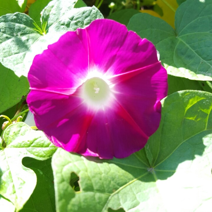 저의 스마트폰으로 찍은 풍경사진 대방출 | 인스티즈