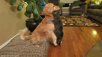 개와 고양이.gif | 인스티즈