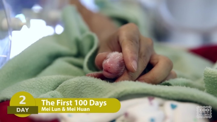 아기판다의 생후 100일 | 인스티즈