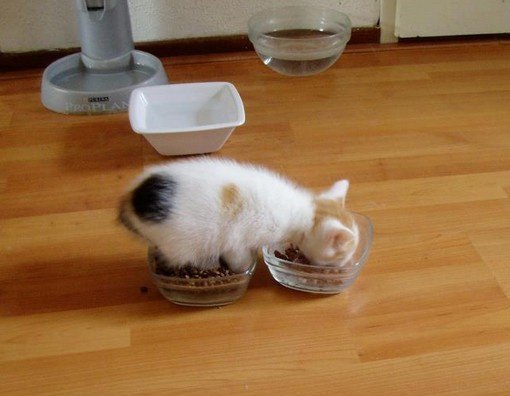 밥먹는 고양이.jpg | 인스티즈
