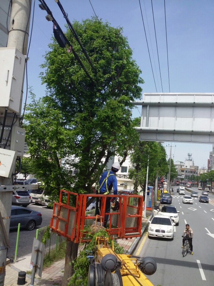 가로수 이미지