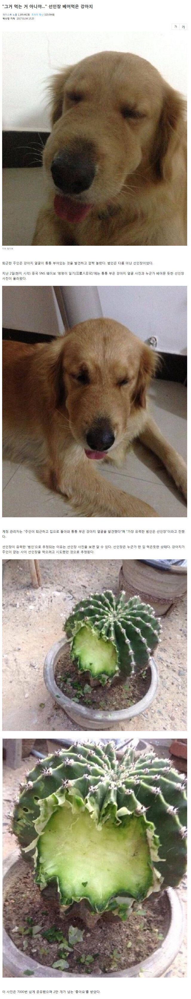 말벌을 삼키고 부은 강아지vs선인장을 먹고 부은 강아지 | 인스티즈