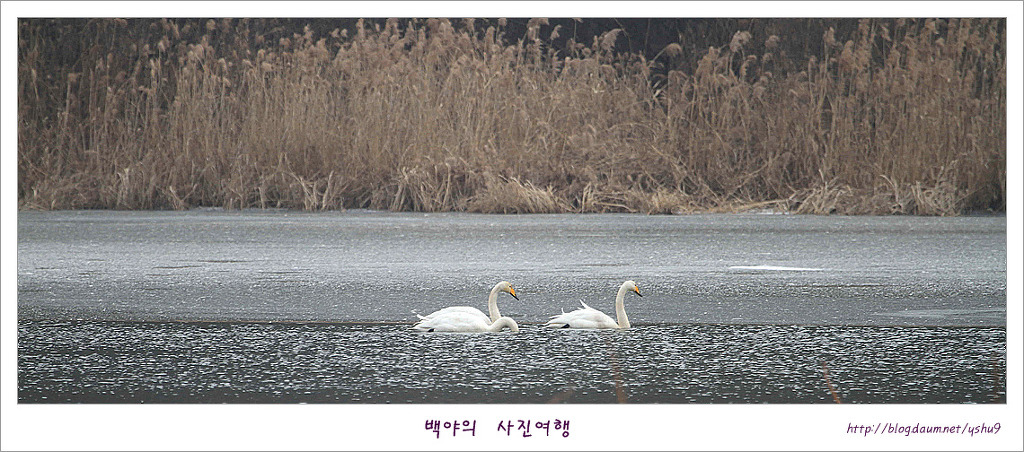 백야 이미지