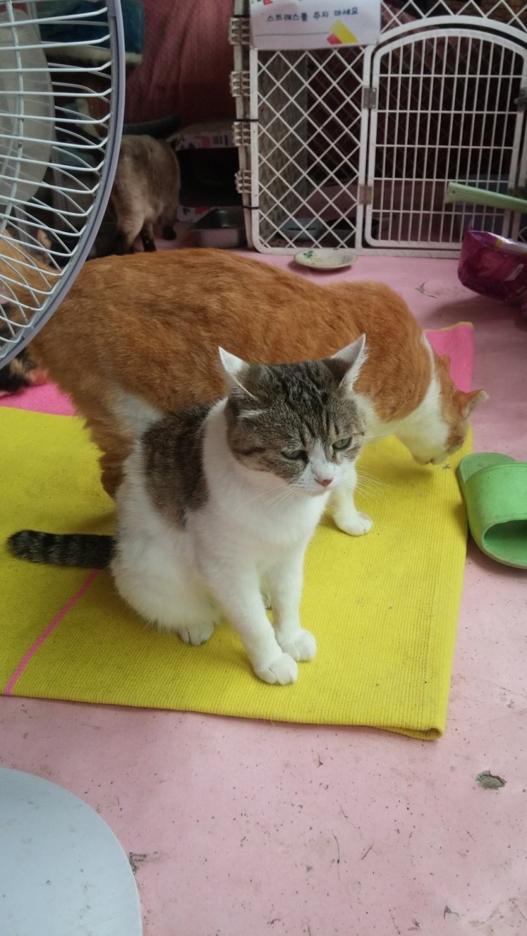 안락사없는 보호소 내사바가 철거를 앞두고 모자른 공사모금비 모금중이에요ㅠㅠ 냥이사료,목줄,모기향 등도 부족해요 (불법개사육장에서 구조된 아이들 이야기) | 인스티즈