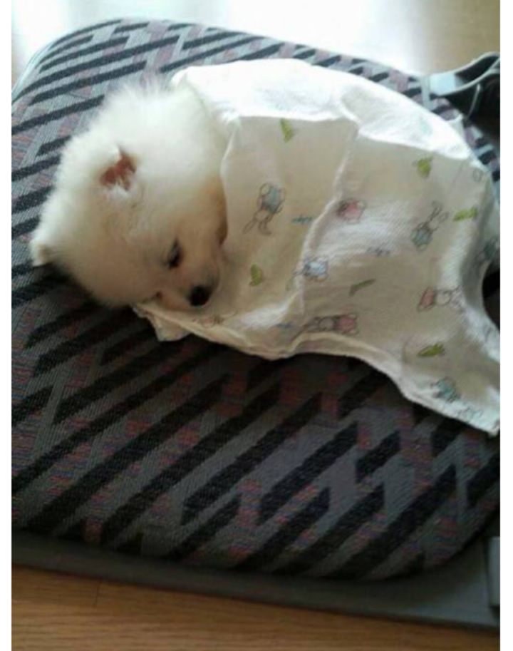 이불덥고자는 멍뭉이 | 인스티즈