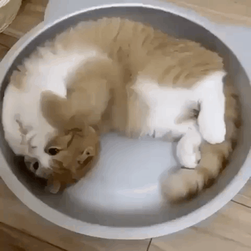 도대체 무슨 생각가지며 사는지 모르겠는 놈들.gif | 인스티즈