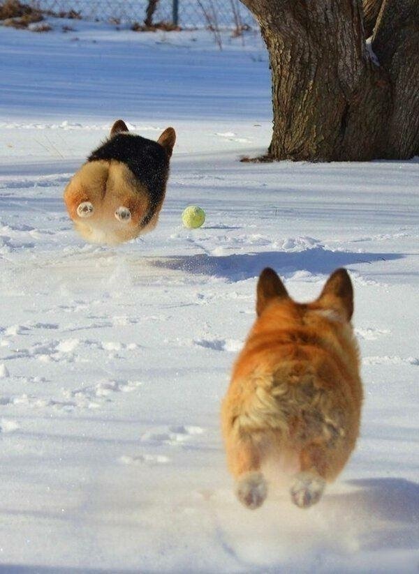 견종 이야기 - 웰시 코기 | 인스티즈