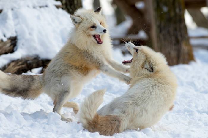열도의 마을.jpg | 인스티즈