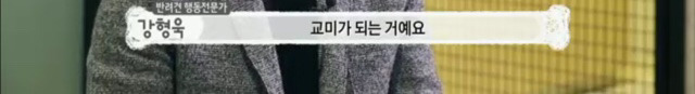 교배 업체에 보낸 후 사나워진 강아지 릴리 | 인스티즈