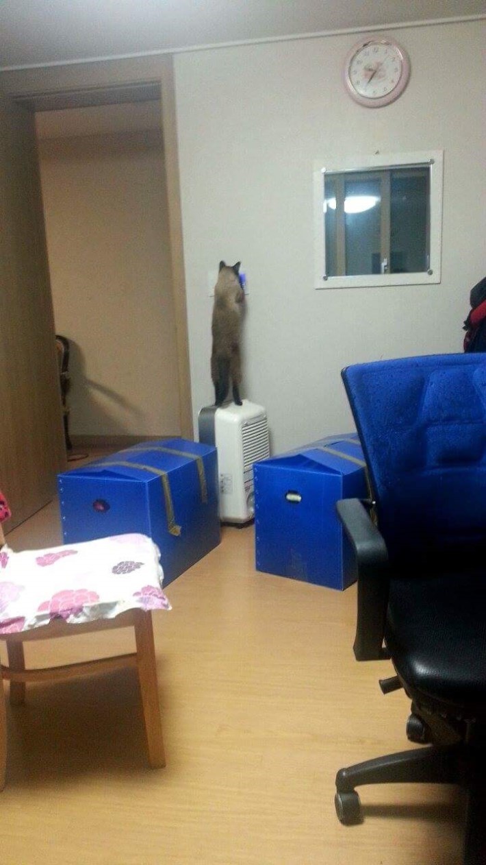 고양이들의 일상.jpg | 인스티즈