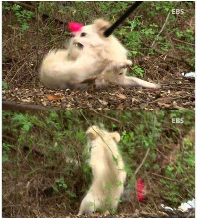 나는 아직 살수 있는데 왜 죽으라하나요 | 인스티즈