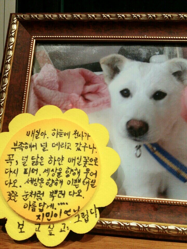 창녕 매실이 이야기를 아시나요?개소주가 되어서 돌아온 우리 매실이를 기억해주세요. 동물보호법강화를 위해 관심가져주세요 | 인스티즈