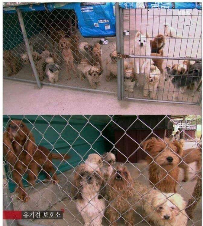 나는 아직 살수 있는데 왜 죽으라하나요 | 인스티즈