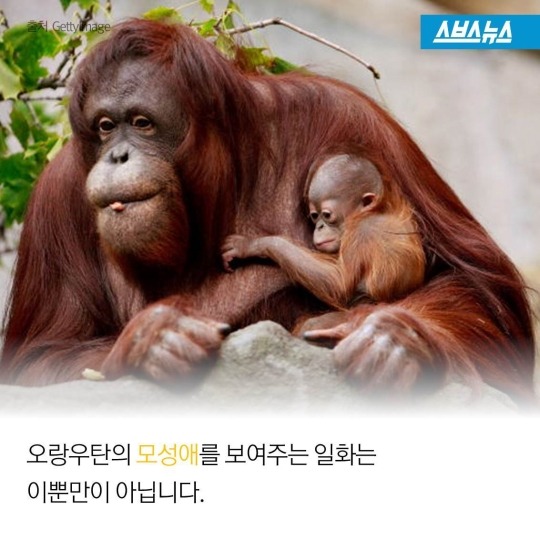 숲속에 사는 사람들 | 인스티즈