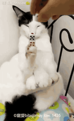 고양이의 놀라운 집중력.gif | 인스티즈