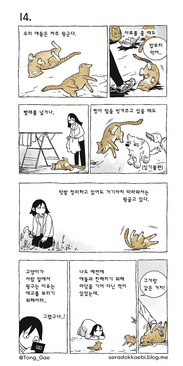 고양이 여덟마리와 사는만화 | 인스티즈