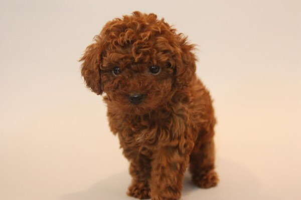 우리나라 인기 견종 변화.jpg | 인스티즈