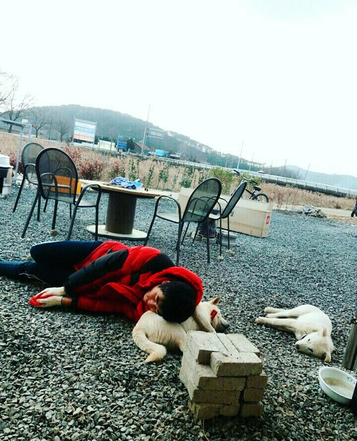 창녕 매실이 이야기를 아시나요?개소주가 되어서 돌아온 우리 매실이를 기억해주세요. 동물보호법강화를 위해 관심가져주세요 | 인스티즈