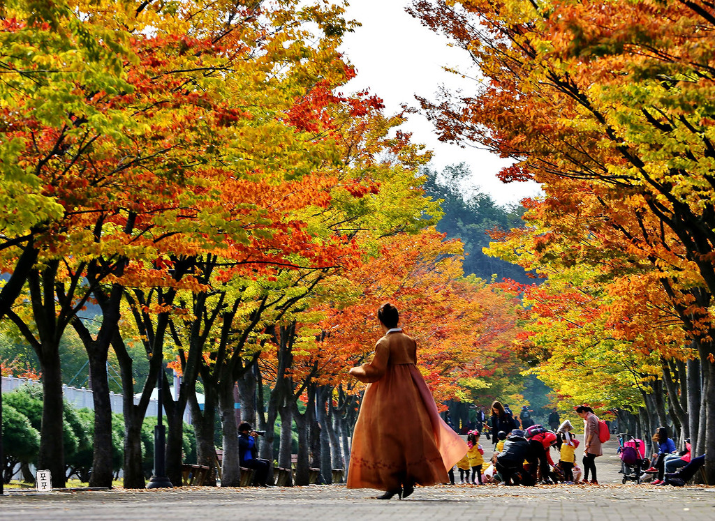 마로니 이미지