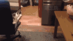 포기를 모르는 불꽃 고양이.GIF | 인스티즈