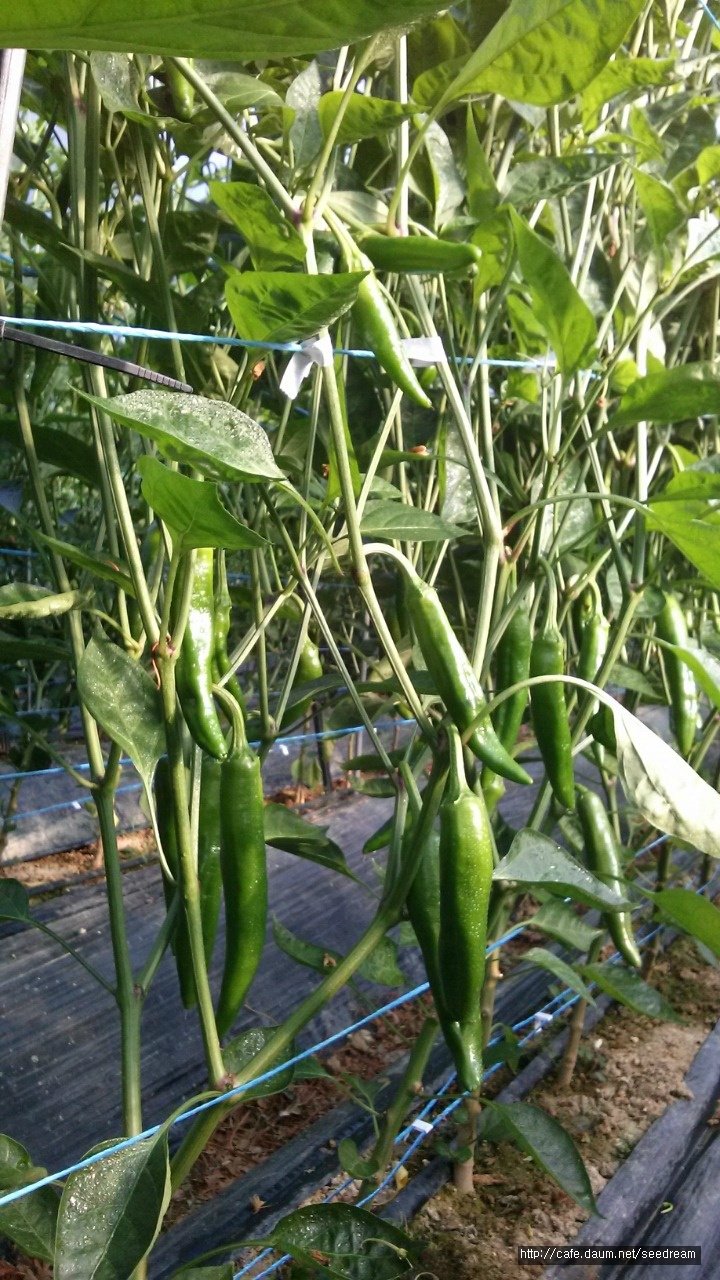 콩사랑 이미지